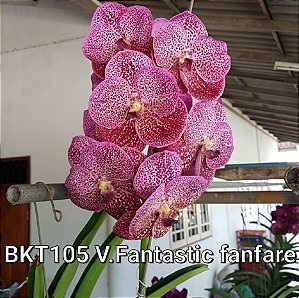Muda Vanda Fantastic Fanfare