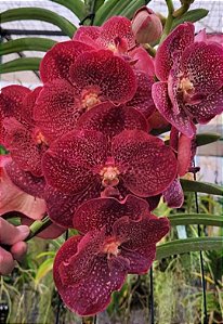 Vanda Adisak Happiness - Red - Orange