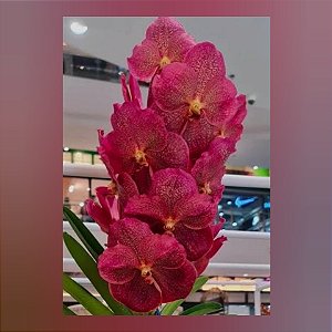 Vanda Adisak Happiness - Nr 79