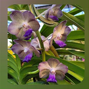 Vandachostylis Pon Washington