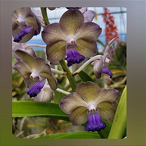 Vandachostylis Pon Washington