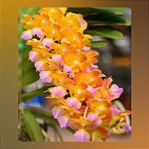 Perreiraara Bangkok Star