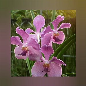 Vanda JVB x Kulwadee Fragrance `Pink`