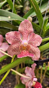 Vanda JVB x Tessellata