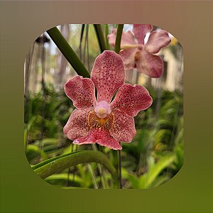 Vanda JVB x Tessellata