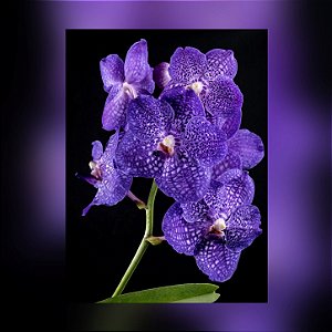Muda de Vanda Somsri Glory Blue