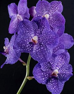 Muda de Vanda Somsri Glory Blue
