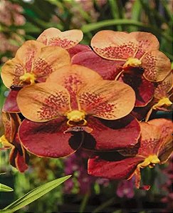 Vanda Jiraprapa x Davarak x Butterfly