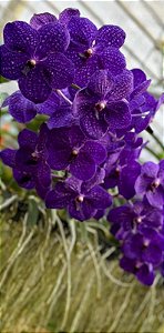 Muda Vanda Pachara Delight