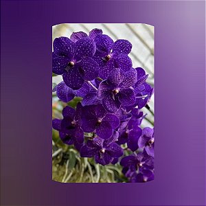 Muda Vanda Pachara Delight