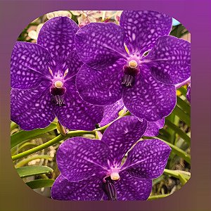 Muda Vanda Pachara Delight