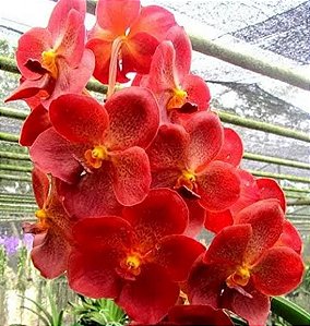 Muda Vanda Pedro Bonetti Jairak