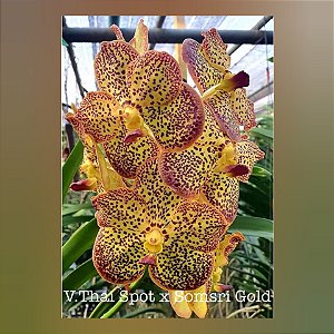 Vanda Thai Spot x Somsri Gold