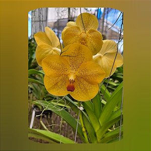 Vanda Somsri Thai Spot