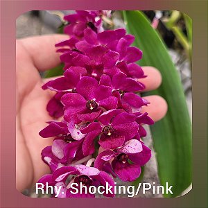 Rhynchostylis Gigantea Shocking Pink