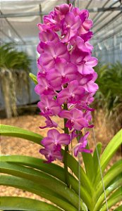 Vanda Vasco Sasicha x Pine River