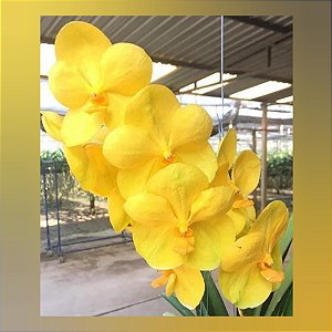 Vanda Arunee Honeymoon Yellow Star
