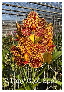 Vanda Tony Gold Spot