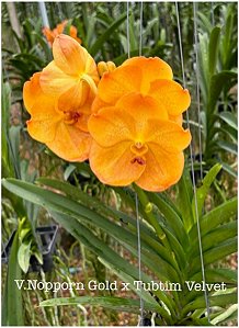 Vanda Nopporn Gold x Tubtim Velvet