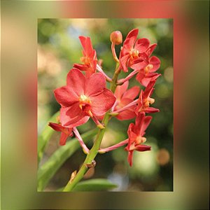 Muda de Vandachostylis Lanlalyn