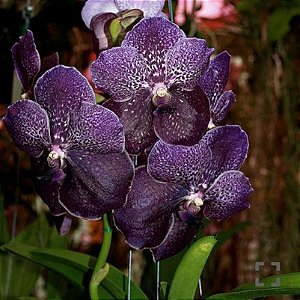 Muda de Vanda Robert's Delight Black Prateep