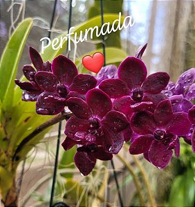 Muda de Rhynchostylis Gigantea Sri-Siam x Rhynchostylis Gigantea Red