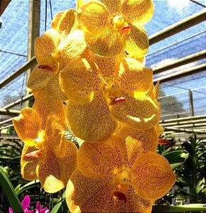 Muda de Vanda Somsri Thai Spot