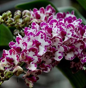 Muda de Rhynchostylis Gigantea Ply