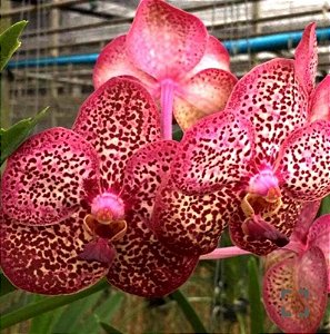 Muda de Vanda Dr Anek x Kulwadee Fragrance Red