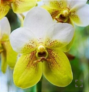 Muda de Vanda Two Tone White x Yeloow With Spot