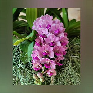 Rhynchostylis Gigantea Rose Pink