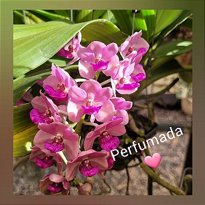 Rhynchostylis Gigantea Rose Pink