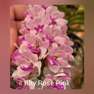 Rhynchostylis Gigantea Rose Pink
