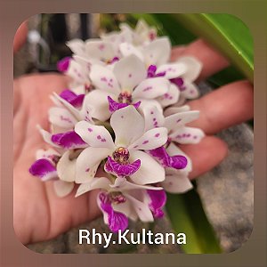 Rhynchostylis Gigantea Kultana