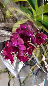 Rhynchostylis Gigantea Red