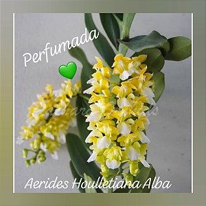 Muda Aerides Houlletiana Alba