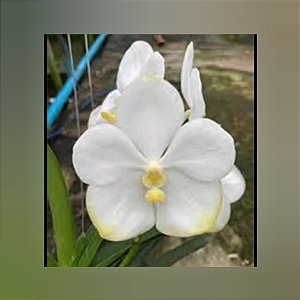 Vanda Nopporn White Nr. 484