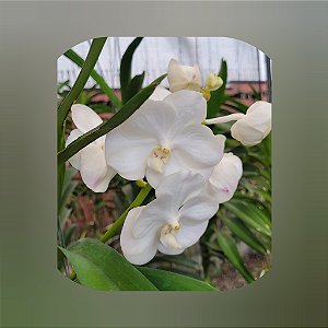 Vanda Nopporn White Nr. 484