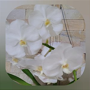 Vanda Nopporn White Nr. 484