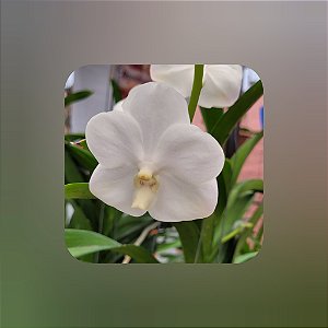 Vanda Nopporn White Nr. 484