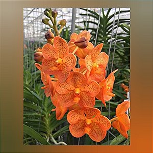 Vanda Prachit Gold x Bangkhuntian Gold