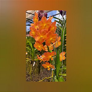 Vanda Prachit Gold x Bangkhuntian Gold