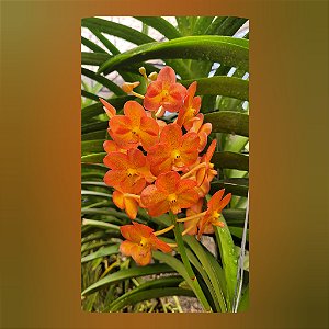 Vanda Prachit Gold x Bangkhuntian Gold