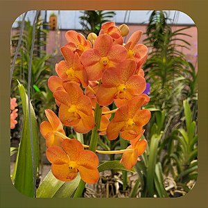 Vanda Prachit Gold x Bangkhuntian Gold