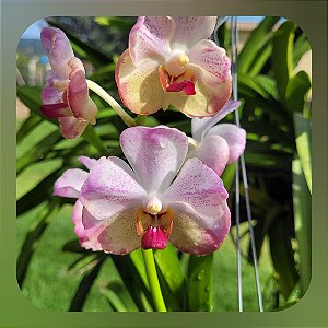 Aeridovanda Luang Prabang