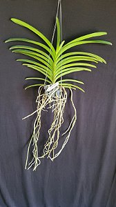 Vanda Ploenpit White