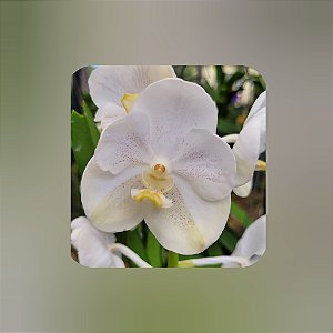 Vanda Nopporn White