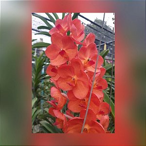 Vanda Fuchs Sunset x Pine Rivers Orange Red Lip
