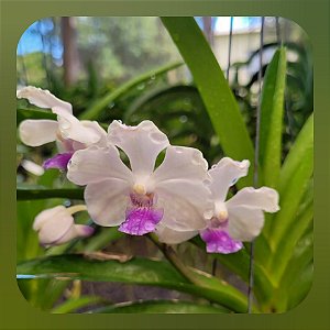 Pda Lanlalyn Fragrance