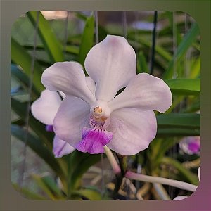 Pda Lanlalyn Fragrance